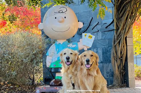 charlie brown snoopy exploring  grounds  charles  schulz museum golden woofs