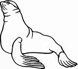 Sea Lion Seal Coloring Pages Seals Lions Clip Clipart Printable Cliparts Color Print Supercoloring Drawing Australian Gif Cute Library Popular sketch template