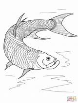 Fish Tarpon Coloring Pages Printable Drawing Color Template Getdrawings Walleye sketch template