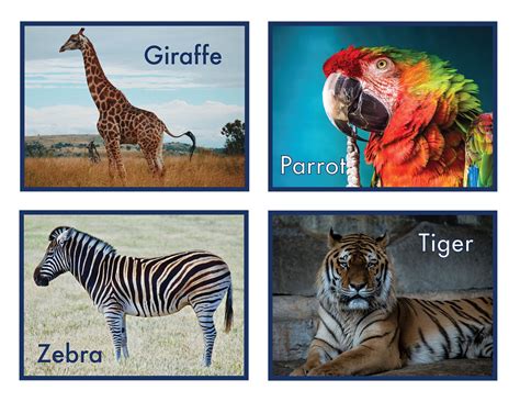 printable realistic zoo animal flash cards learning cards etsy australia