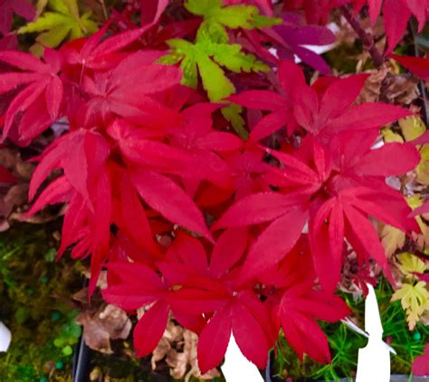 red dwarf japanese maple brick red leaves   tight compact