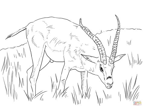 african animals coloring pages png  file