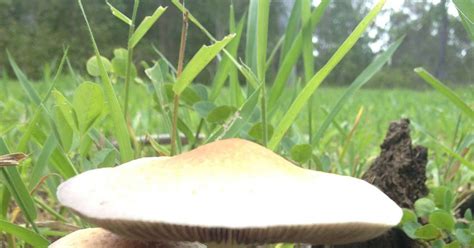Australian Mushroom Identification All Mushroom Info