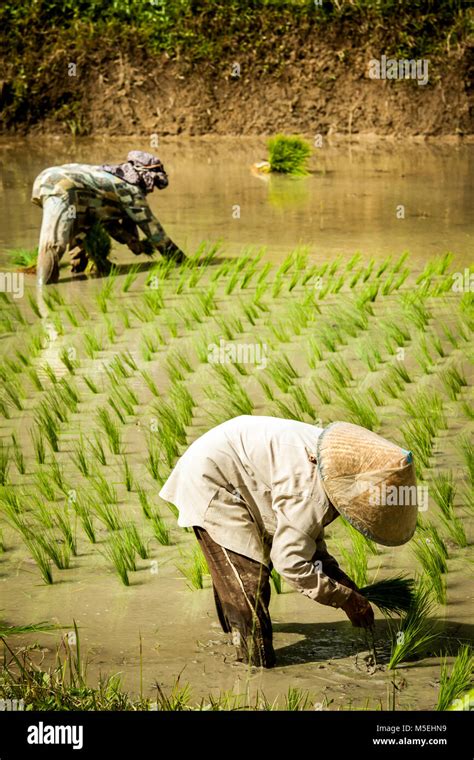 Two Women With Asian Conical Hats Planting Rice In A Flooded Rice Paddy