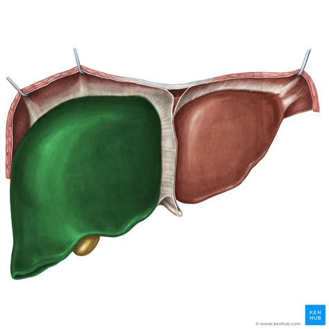 Liver Anatomy Porta Hepatis And Clinical Aspects Kenhub