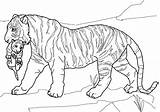 Ausmalbilder Tigers Cubs Lions Ausdrucken sketch template