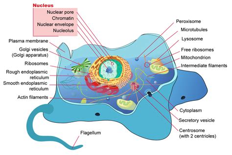 prokaryotic  eukaryotic cells physicsatlaurel