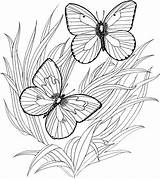 Coloring Pages Adult Print Butterfly Printable Kids Adults Sheets Book Butterflies Color Online Atozkidsstuff Fun Detailed sketch template