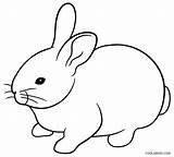 Rabbit Hasen Kelinci Sketsa Iepurasi Mewarnai Diwarnai Rabbits Colorat Cool2bkids Kumpulan Lucu Clipartmag Desene Mudah sketch template