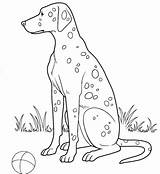 Coloring Dalmatian Pages Dog Color Printable Dogs Online Supercoloring Super Designlooter Version Click sketch template