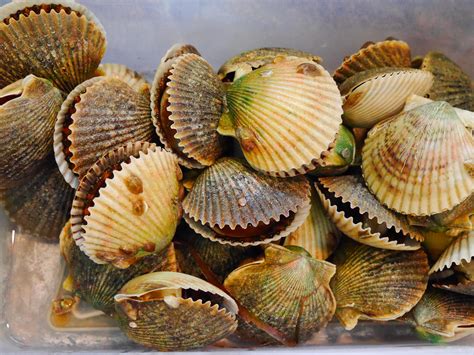 bay scallops    theyre shelled rfishing