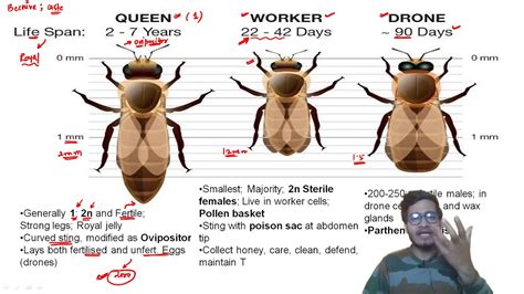drone bee  worker bee