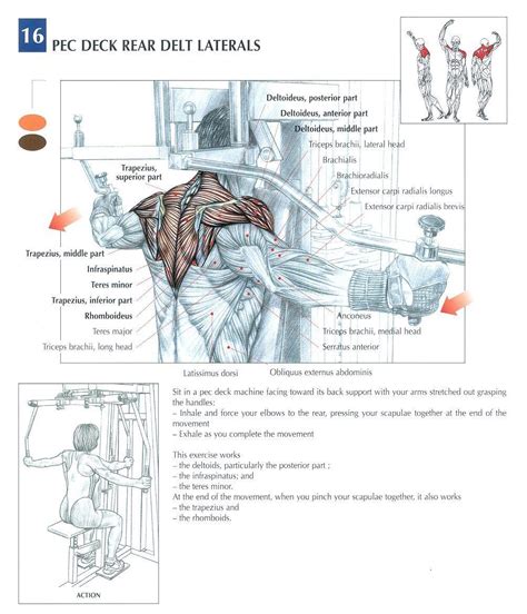 peck deck rear laterals exercise shoulder workout workout