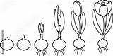 Crocus Kleurplaat Planten Flowering Levenscyclus Bloem sketch template