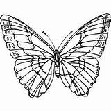 Butterfly Wings Coloring Pages Wide Getcolorings Color Getdrawings sketch template