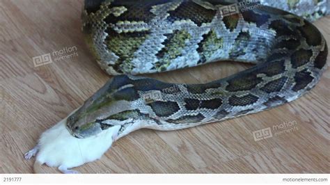 feeding snake python eating rat stock video footage