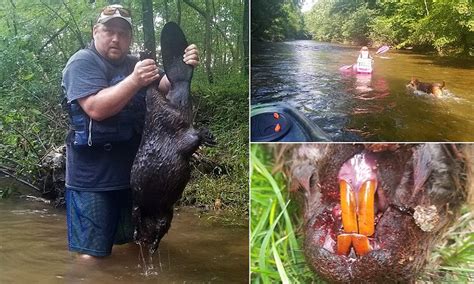 pennsylvania man fights off and kills a rabid beaver that attacked him