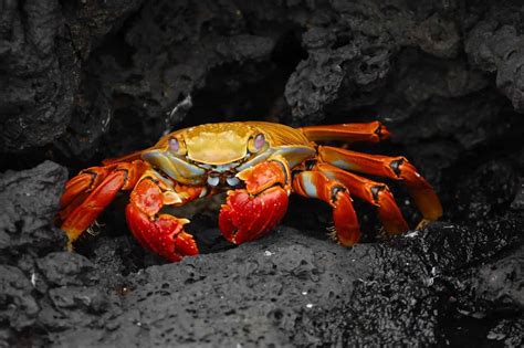 family matters  crabs eat  babies marinepatch