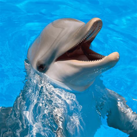 comen los delfines mundo animal smylepets