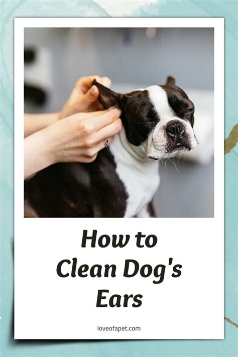 clean dogs ears  home  steps love   pet   dogs