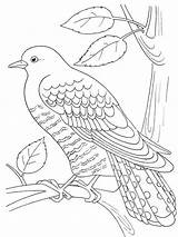 Pages Coloring Cuckoo Birds Recommended Cuckoos sketch template