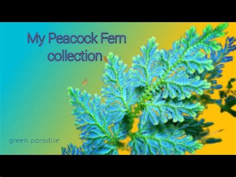 vlog nonew plant   gardenpeacock fern youtube