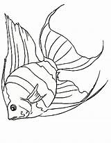 Fish Drawing Templates Colouring Sea Creature Template Pages Outline Printable Animal Scary Creatures Animals Outlines Coloring Tuna Print Getdrawings Drawings sketch template