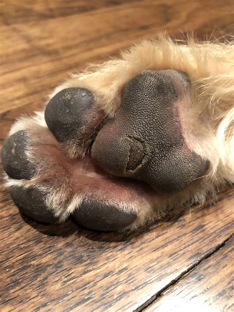 dog paw injury  toes escapeauthoritycom