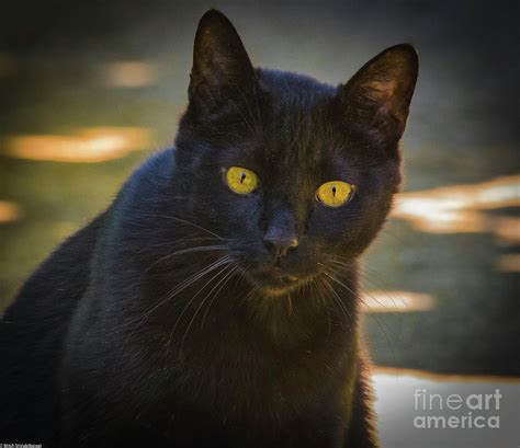 alley cat photograph  mitch shindelbower pixels