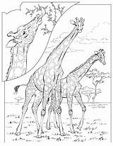 Coloring Pages Animals Adult Savanna Obtain Depending Various Card Use Giraffes sketch template