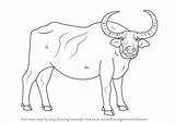 Buffalo Draw Water Coloring Drawing Outline Animals Farm Step Pages Printable Learn Comments Books Coloringhome sketch template