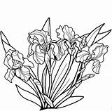 Coloring Irises Iris Supercoloring Categories sketch template