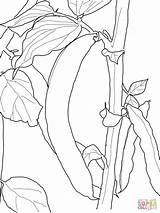 Ausmalbilder Haricot Fasola Sprout Coloriage Fasoli Ausmalbild Kolorowanka Nasiona Druku Kolorowanki Nounoudunord Bricolages sketch template