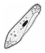 Protozoa Paramecium Experiment Look sketch template