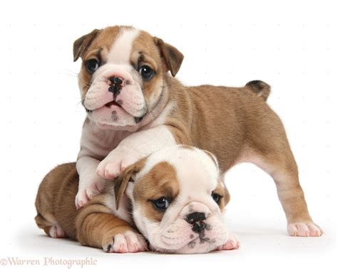 cute bulldog pups photo wp