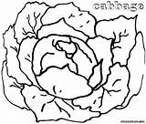Cabbage Coloring Pages Colorings Coloringway sketch template