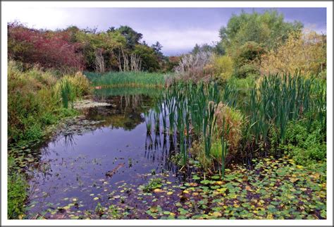 pond scene strathclyde park nr hamilton gerry flickr