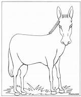 Donkey Domestic Shrek Mule Pitara Getdrawings sketch template