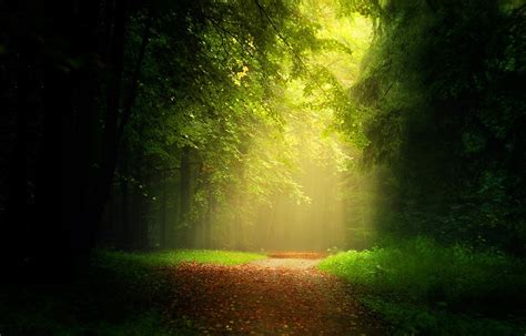 Path Leaves Forest Sunlight Mist Trees Grass Sun Rays Nature Landscape