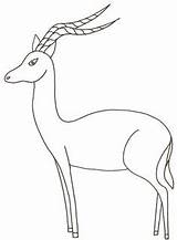 Impala Coloring Pages Animals Animal Drawing Antelope Color Print Printable African Badge Wood Colouring Getdrawings Sheet Designlooter Drawings Car Crafts sketch template