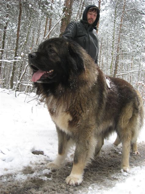 caucasian mountain shepherd  caucasian shepherd dog