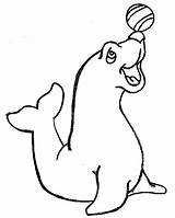 Foca Colorir Seal Focas Colorat Animais Animale Jugando Kolorowanki Foki Morse Foci P16 Aquatique Focinho Bolinha Passarinho Poema Pelota Planse sketch template