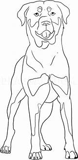 Rottweiler Draw Dragoart sketch template