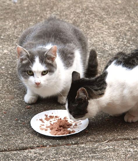 phillipsburg   residents  feed feral cats