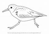 Sanderling Draw Drawing Step Tutorials Drawingtutorials101 Animals Birds sketch template