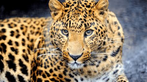 fierce leopard print fashion finds  amazon  spy fabulous