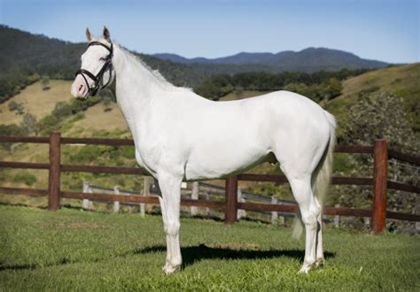 white horse  queensland breeding history jim pola digital