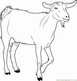 Goat Coloring Pages Walking Printable Farm Goats Color Baby Animals Animal Print Colouring Chin Kids Ages Coloringpages101 Choose Board sketch template