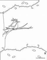 Nightingale Coloring Bird Designlooter Hellokids 61kb Print Color Online sketch template