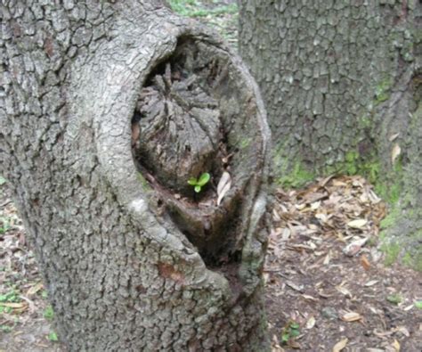 Flabby Vagina Tree Funny Pictures Cats Funny Pics